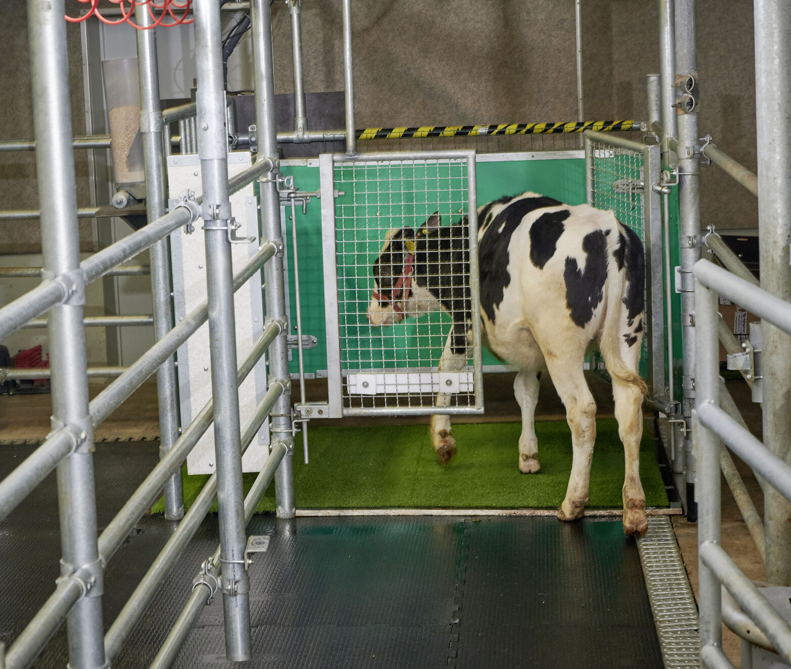 Scientists are potty-training cows in a bid to help save the planet